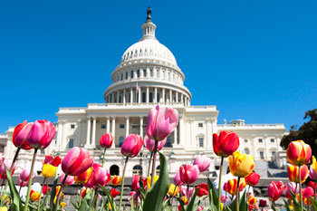 The US Capitol building with tulips in the foreground
