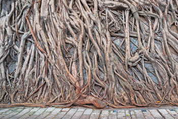 A web of entangled tree roots.